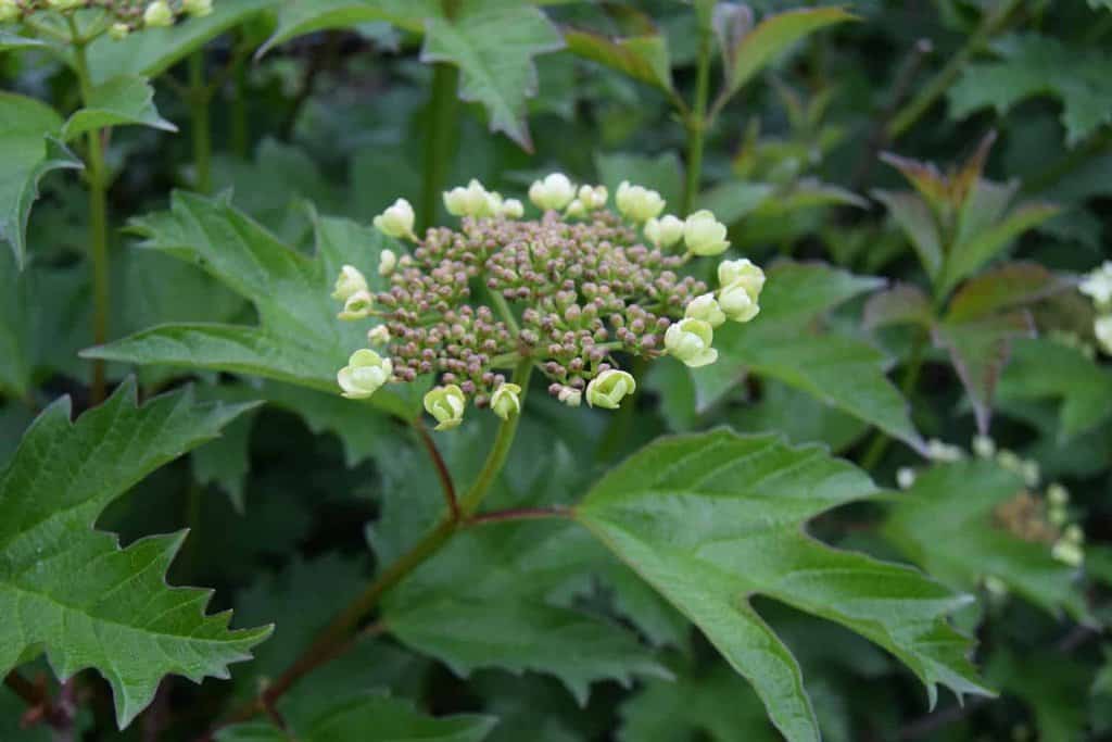 Viburnum opulus (BUNDLE OF 25) 60-80 cm